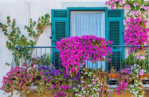 Les plantes et les fleurs pour les terrasses et balcons | E.Leclerc