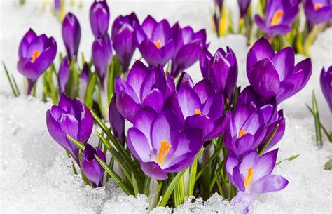 The 30 best winter plants: from winter flowers to bedding plants (copy ...