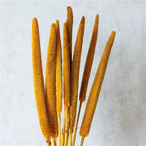Mustard Millet Sticks (Set of 10) – Flowers and Fillers