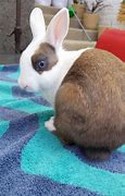 Image result for Pic of Baby Bunny Animals Cute