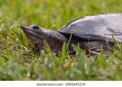 Image result for Florida Softshell Turtle Shell Decor