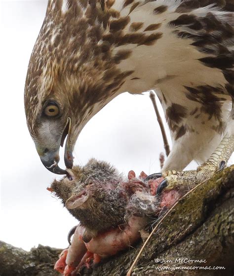 Ohio Birds and Biodiversity: Red-tailed Hawk eats Gray Squirrel!
