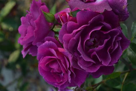 Image result for Flower Digram Using Turtle Python