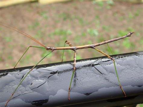 Stick Bug Life Cycle What Are Stick Insects? Twinkl Explains