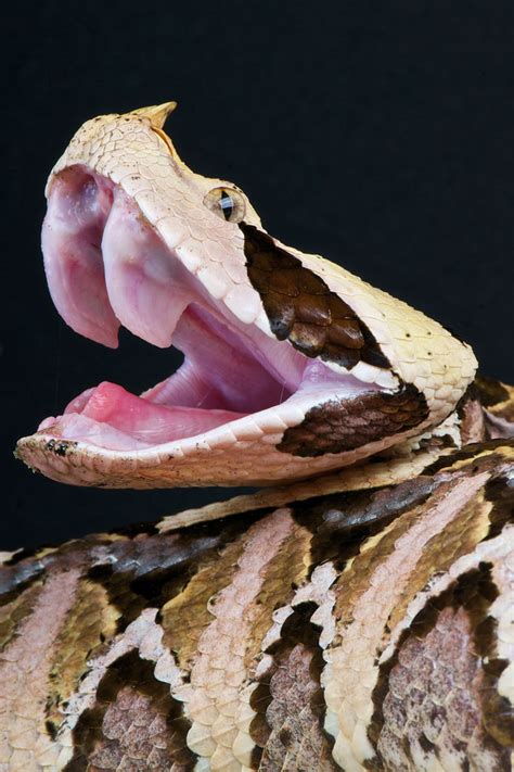 Gaboon Viper Snake Bite 的图像结果