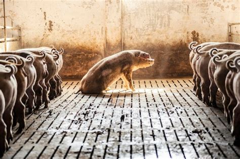 Pig flu and illness at a pig farm a sick pig trying to get up and eat ...