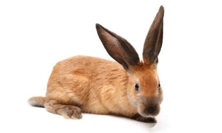 Rabbits - Page 9 | PetMD