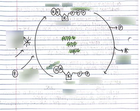 ATP Cycle Diagram | Quizlet