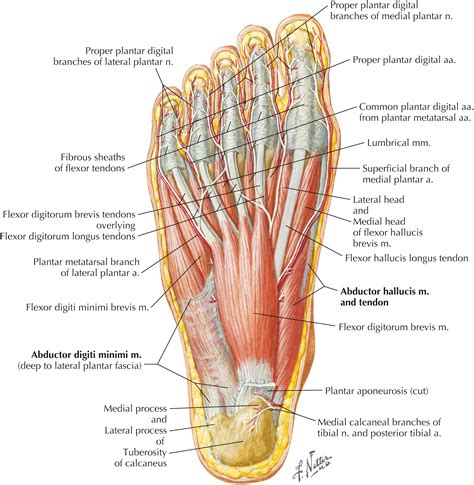 Foot Diagram 的图像结果