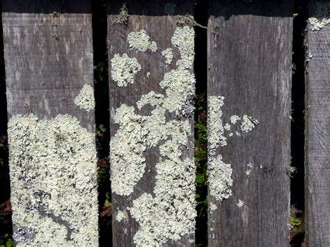 Mold On Wooden Fence Free Stock Photo - Public Domain Pictures