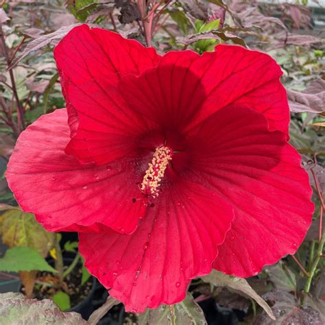 Hibiscus 'Midnight Marvel' - Hardy Hibiscus USPP | Little Prince of ...