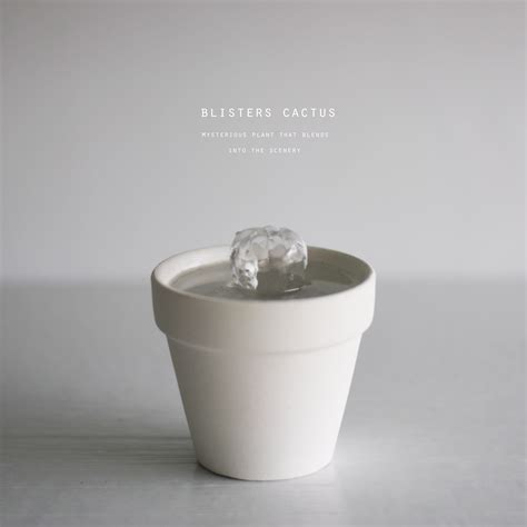 blisters cactus （ペンタカンサ） | echidna