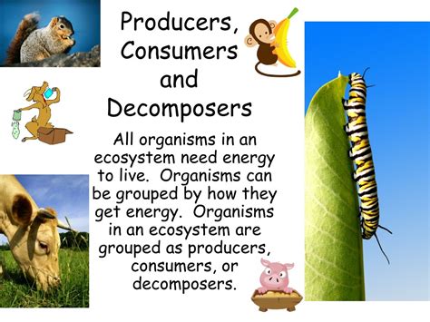 PPT - Ecosystem Energy Flow PowerPoint Presentation, free download - ID ...