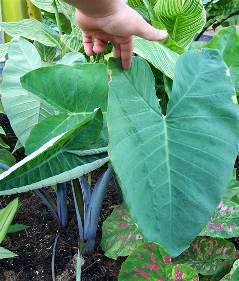 Xanthosoma violaceum – Brian's Botanicals