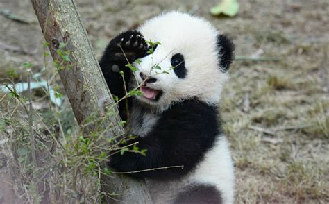 大熊猫在国外过得如何？一起来看看外国人是如何对待大熊猫的_腾讯新闻