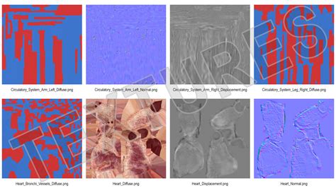 3D Female Cardiovascular System Anatomy | 3D Molier International