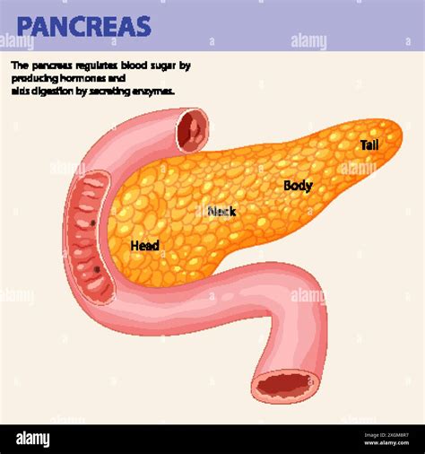 Pancreas Labeled On Body