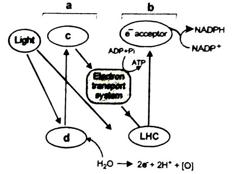 Which is correctly labelled