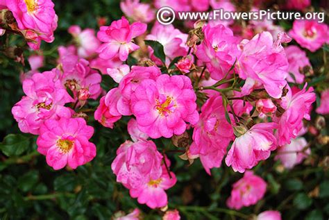 Pink roses-Varieties with Name