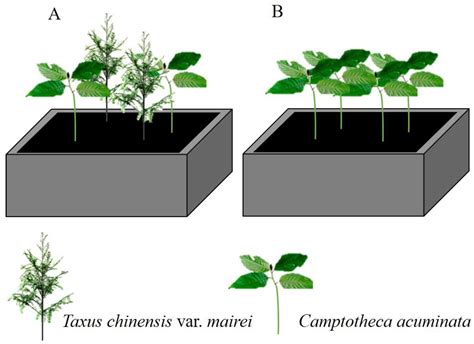 Promotion Effects of Taxus chinensis var. mairei on Camptotheca ...