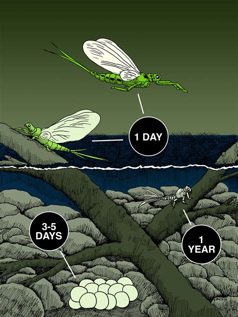 Mayfly Life Cycle on Behance