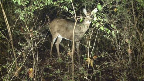 Fewer people are hunting in Michigan
