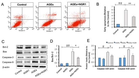 Notoginsenoside R1 Protects db/db Mice against Diabetic Nephropathy via ...