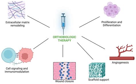Orthobiologics Revisited: A Concise Perspective on Regenerative Orthopedics