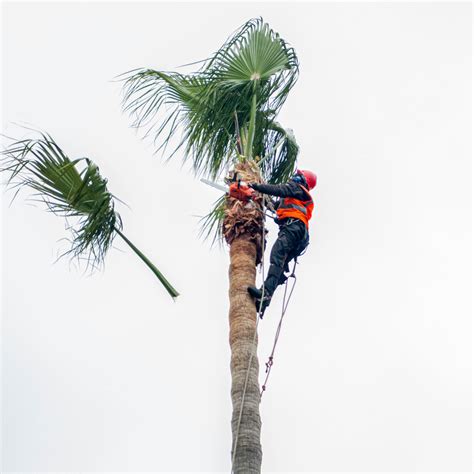 Palm Tree Skinning and Pruning - Katlego Landscaping Masters