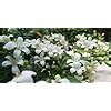 Greenery Nursery Madhu Kamini Flower Highly Fragrant Flower Plant ...