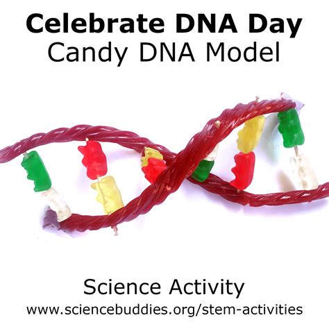 Make a candy dna model – Artofit