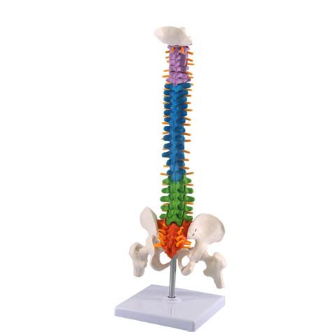 Buy 45Cm with Pelvis Human Anatomy Anatomical Spine Medical Spine Model ...
