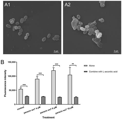 Antibacterial Activity and Action Mechanism of Bacteriocin Paracin wx7 ...
