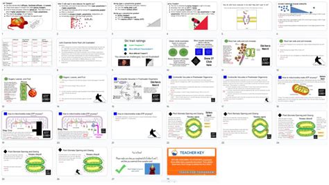 Free Science Lessons Active Transport 的图像结果