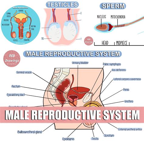 Image result for Male Reproductive System Easy Drawing
