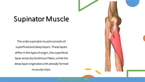 Image result for Supinator Muscle Function