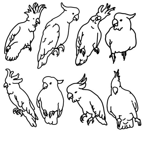 Image result for Simple Hand Drawn Parrot