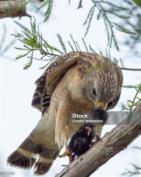 Image result for Hawk Catching Cat
