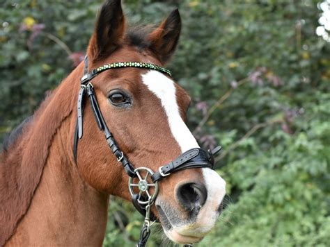 Image result for Tryon Equestrian Center Mill Spring NC