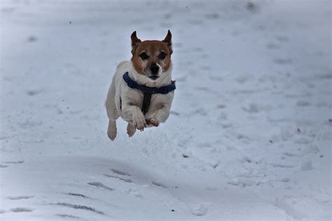 冬天,狗,杂种狗,两只动物,户外正版图片素材下载_ID:315122050 - Veer图库