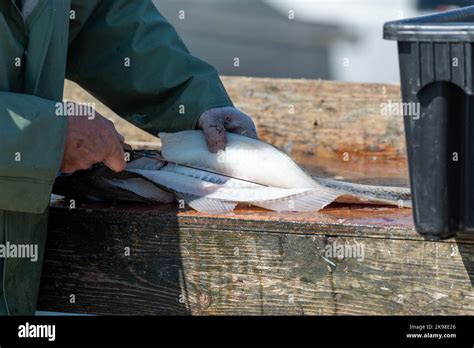 Image result for How to Cut Cod Fillets