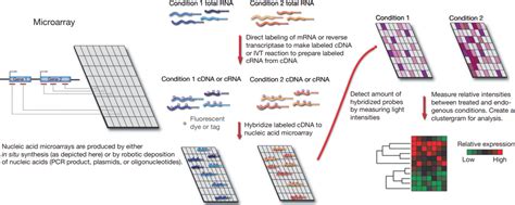 Image result for Microarray Tutorial