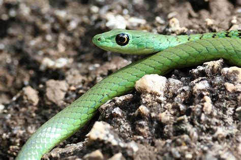 MWIBA LODGE (Serengeti National Park) - Lodge Reviews & Photos ...