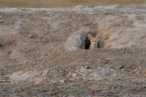 Following The Desert Fox - slide7 | Nature inFocus
