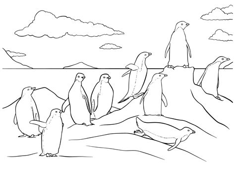 Premium Vector | Vector hand drawn group of penguins outline ...