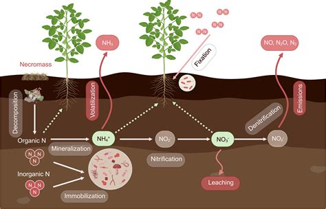 Tipping the plant-microbe competition for nitrogen in agricultural soils: iScience