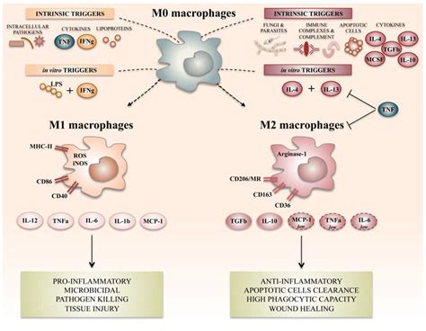Macrophage Activation Syndrome