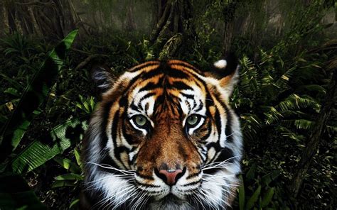 Download wallpaper 1920x1200 tiger, face, striped, big cat, predator ...