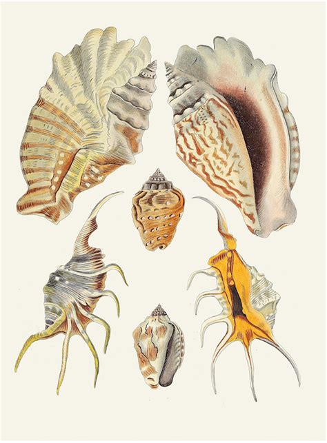 Image result for German Shells