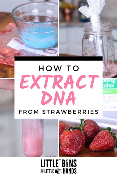 Extracting Strawberry DNA Lab 的图像结果